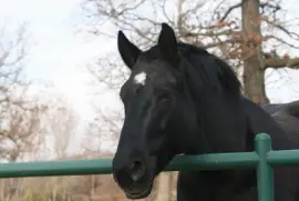 פאזל של סוּס