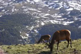 Älg i det klippiga berget