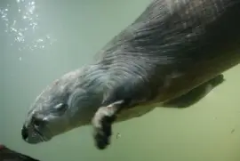 Otter