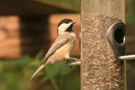 Mangeoire pour les oiseaux