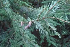 wiecznie zielone drzewo