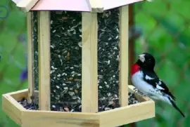 Mangeoire pour les oiseaux
