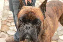Un chien boxer