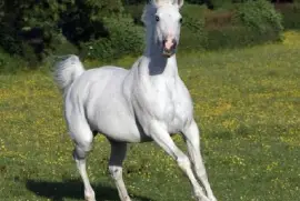 פאזל של סוּס