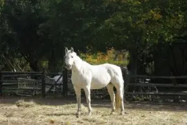 פאזל של סוס לבן