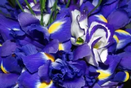 Blue Iris jigsaw puzzle