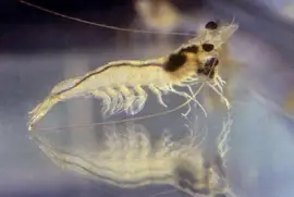 幼蝦南美白對蝦