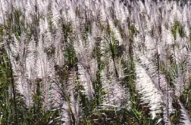 Trzcina cukrowa z frędzlami rosnąca w pobliżu Canal Point na Florydzie