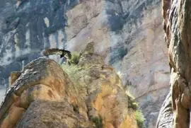 Condor nel Grand Canyon
