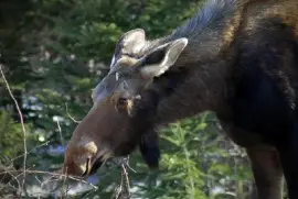 Moose in Gros Morne National Park, Newfoundland, Canadá