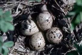 Nid de bécasseau Bairds avec oeufs