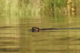 Beaver sul lago Kanuti