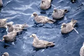 Northern Fulmar Flock, 1987