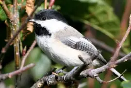 פאזל של צ'יקדי שחור מכוסה