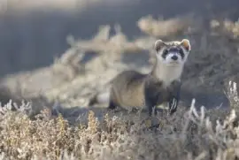 Furão de pés pretos (cativo)