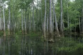 ジョージア州ボンドスワンプ国立野生生物保護区