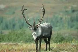 Caribou
