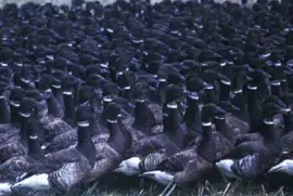 Brant no volador en la trampa