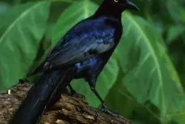Great-tailed grackle jigsaw puzzle