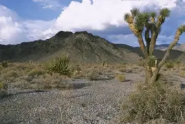 Joshua tree i öknen