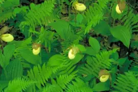 פאזל של צִמחִיָה