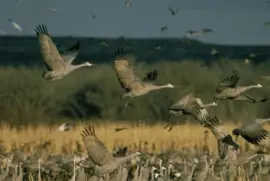 Национален резерват за диви животни на езерото Андите
