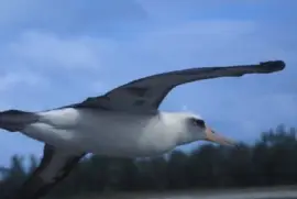 Laysan Albatros fliegt