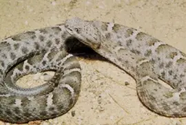 Mexikanische Klapperschlange mit geriffelter Nase