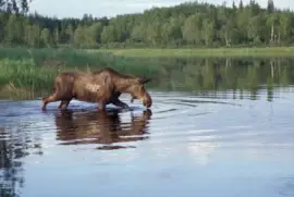 Alces se alimentando no lago