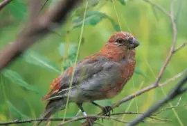 Pine Grosbeak Juvenile