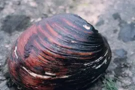 Pink Mucket Pearlymussel