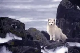 Pribilof Island Oil Spill, M / V Citrus 1996 Polarfuchs sucht nach Schlachtkörpern (Album)