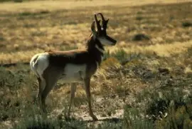 Pronghorn Antilope