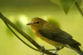 Prothonotary Warbler
