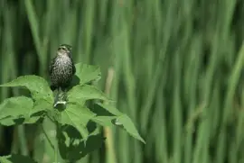 Red-Winged Black Bird (female) jigsaw puzzle