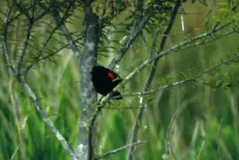 Red-winged Blackbird jigsaw puzzle