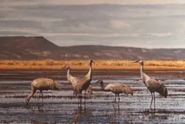 Сандхил кранове