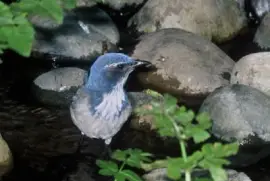 Scrub Jay, Western