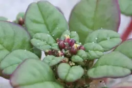 Amarante de Seabeach