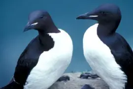 Murres grubodzioby, 1989