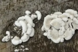 Cogumelos Prateleira Branca