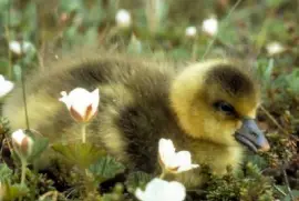 Gosling de ganso de frente blanca
