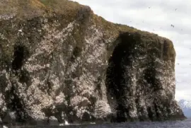 Schwarzbeinige Dreizehenmöwe-Kolonie