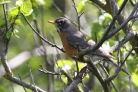 コマツグミメス