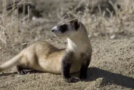 Furão de pés pretos (cativo)