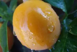 Frutto della passione