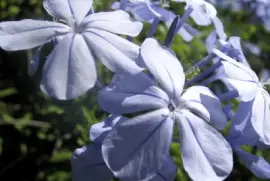 Fleur de fleurs bleues