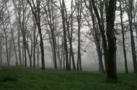 פאזל של ערפל בוקר