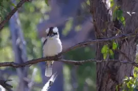 פאזל של קוקאברה