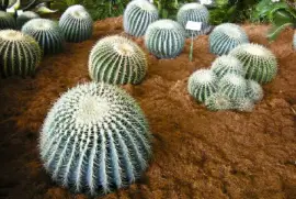 פאזל של קַקטוּס